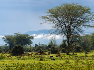 Kenya 