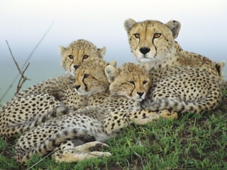 Kenya 