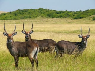 Kenya 