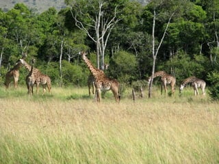 Kenya 