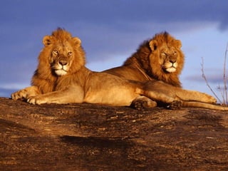 Kenya 