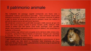 Il patrimonio animale
Alla molteplicità dei paesaggi vegetali corrisponde una fauna varia e
abbondante. Tuttavia, certe specie si sono fatte meno numerose, alcune sono
addirittura scomparsa. Il commercio dell’avorio, la richiesta crescente di pellicce
e pelli, la caccia, le annate di siccità sono le molteplici cause che mettono in
pericolo la sopravvivenza del patrimonio faunistico.
Gli animali più numerosi sono quelli della boscaglia e della pianura: gli gnu e le
zebre, che vivono spesso insieme in grosse mandrie, giraffe, babbuini, molte
varietà di antilopi (ben 400 specie: come bufali, ippotraghi, cudù, gazzelle,
dikdik). Sono presenti nella savana anche branchi di elefanti, forti consumatori di
fogliame, e rinoceronti.
Le zone abitate dagli erbivori sono occupate anche dal leone dalla criniera nera,
il leopardo, i ghepardi e il feroce licaone o il cane-iena. Vengono poi i necrofagi:
lo sciacallo, la iena, l’avvoltoio, che si nutrono dei resti lasciati dal leone,
eliminando così focolai di infiammazione.
I laghi salati perdono in fauna ittiologica quanto più si arricchiscono di fauna
alata: cicogne, gru, ibis, aironi e i fenicotteri rosa, ornamento del Parco
Nazionale del lago Nukaru. Sono particolarmente numerosi lungo le sponde dei
laghi l’ippopotamo e il coccodrillo.
 
