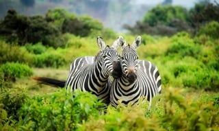 A one of a kind sweet moment of Zebra in the middle of the forest