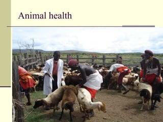 Animal health
 