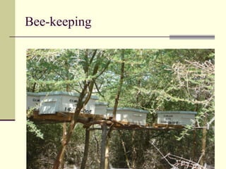 Bee-keeping
 