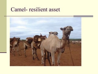 Camel- resilient asset
 