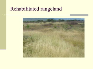 Rehabilitated rangeland
 