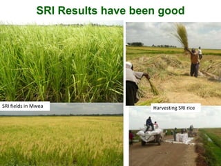 SRI Results have been good<br />SRI fields in Mwea<br />Harvesting SRI rice<br />