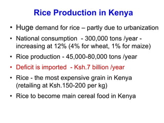 Rice Production in Kenya<br />Huge demand for rice – partly due to urbanization  <br />National consumption  - 300,000 ton...