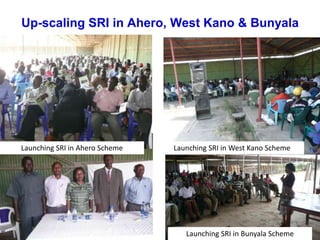 Up-scaling SRI in Ahero, West Kano & Bunyala <br />Launching SRI in Ahero Scheme<br />Launching SRI in West Kano Scheme<br...