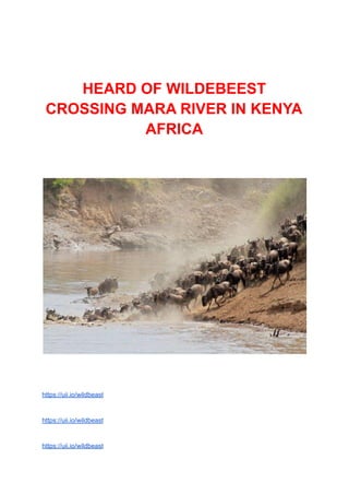 HEARD OF WILDEBEEST
CROSSING MARA RIVER IN KENYA
AFRICA
https://uii.io/wildbeast
https://uii.io/wildbeast
https://uii.io/wildbeast
 