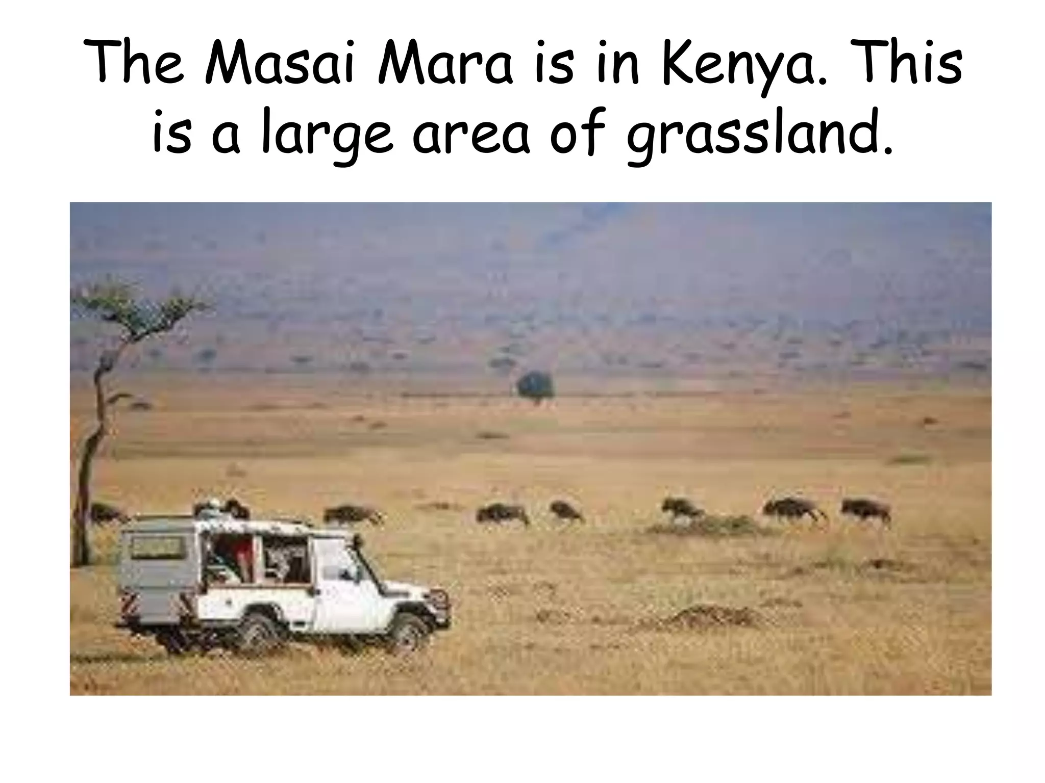 The Masai Mara is in Kenya. This
is a large area of grassland.
 