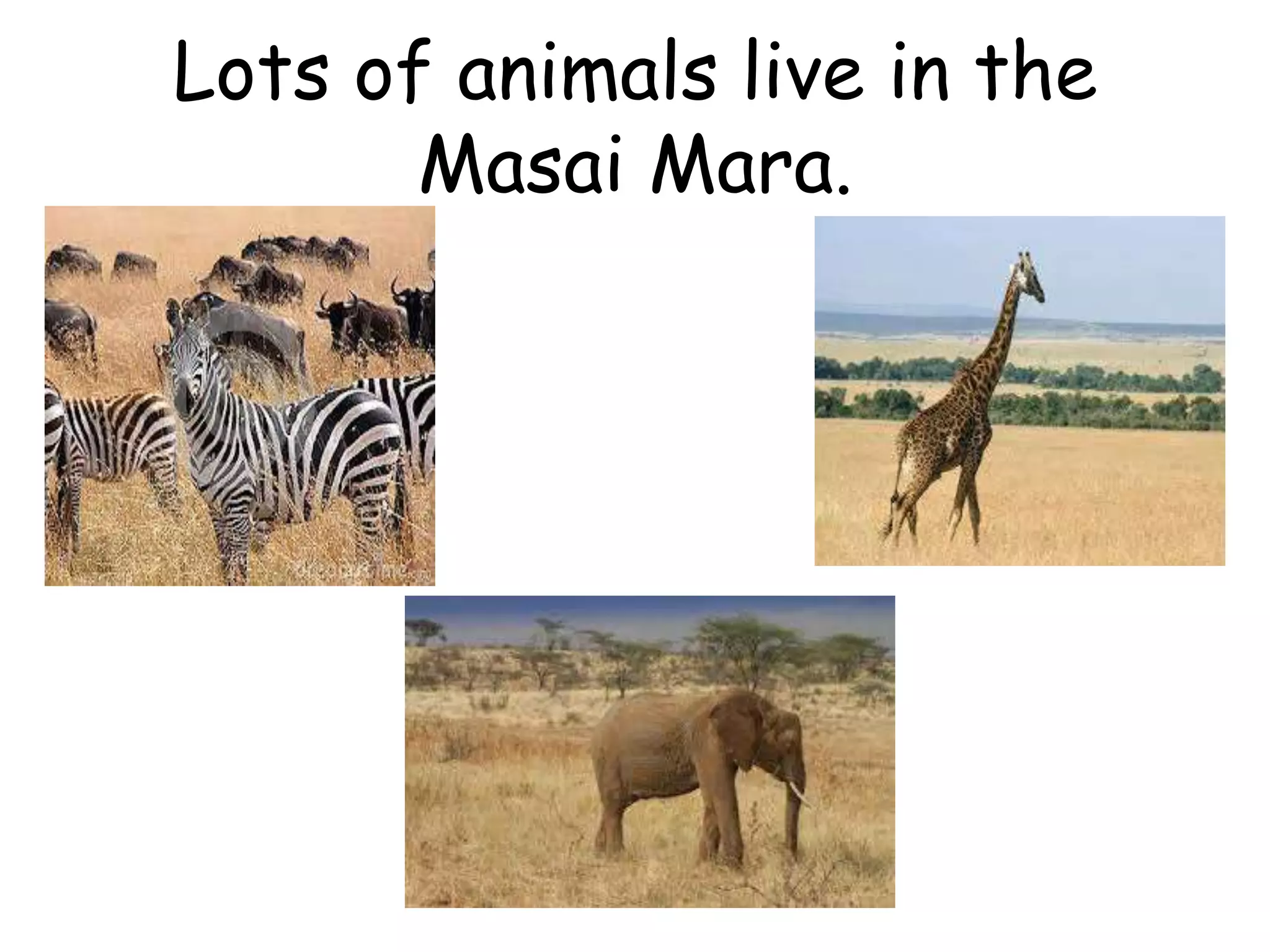 Lots of animals live in the
Masai Mara.
 