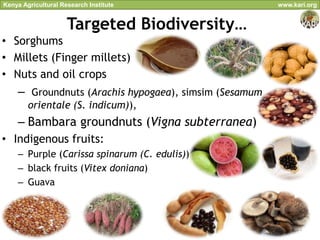 Kenya Agricultural Research Institute                  www.kari.org


                     Targeted Biodiversity…
• Sorghums
• Millets (Finger millets)
• Nuts and oil crops
    – Groundnuts (Arachis hypogaea), simsim (Sesamum
        orientale (S. indicum)),
    – Bambara groundnuts (Vigna subterranea)
• Indigenous fruits:
    – Purple (Carissa spinarum (C. edulis))
    – black fruits (Vitex doniana)
    – Guava



                                                            11
 