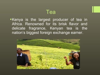 Tea
 Kenya is the largest producer of tea in
  Africa. Renowned for its brisk flavor and
  delicate fragrance, Kenyan tea is the
  nation’s biggest foreign exchange earner.
 