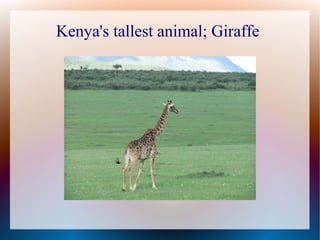 Kenya's tallest animal; Giraffe
 