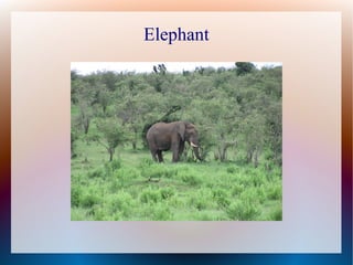 Elephant
 