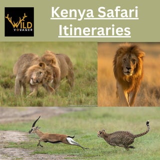 Kenya Safari
Itineraries
 