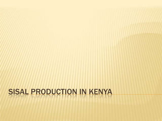 SISAL PRODUCTION IN KENYA
 