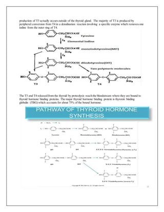production of T3 actually occurs outside of the thyroid gland. The majority of T3 is produced by
peripheral conversion from T4 in a deiodination reaction involving a specific enzyme which removes one
iodine from the outer ring of T4.
The T3 and T4 released from the thyroid by proteolysis reach the bloodstream where they are bound to
thyroid hormone binding proteins. The major thyroid hormone binding protein is thyroxin binding
globulin (TBG) which accounts for about 75% of the bound hormone.
 