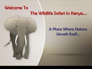 Welcome To
             The Wildlife Safari In Kenya….


                      A Place Where Nature
                          Unveils Itself…
 