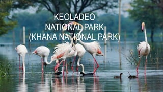 KEOLADEO
NATIONAL PARK
(KHANA NATIONAL PARK)
 