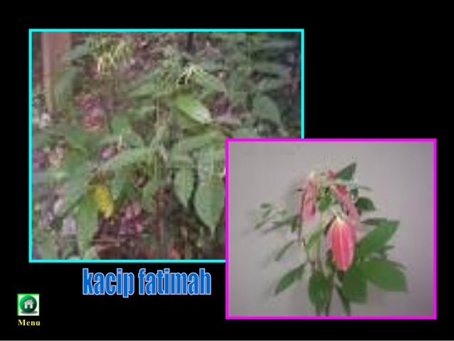 Kepentingan hutan ting 1