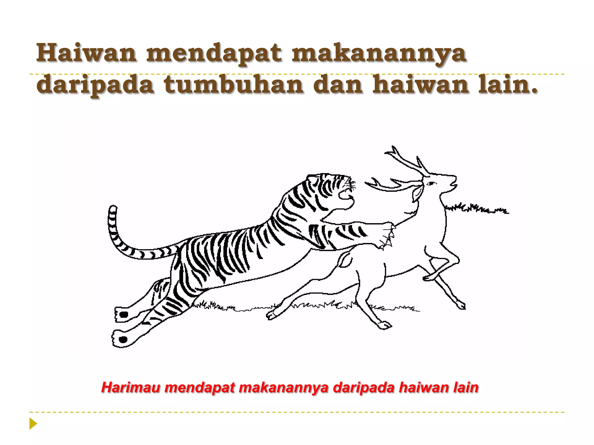 Haiwan mendapat makanannya
daripada tumbuhan dan haiwan lain.




    Harimau mendapat makanannya daripada haiwan lain
 