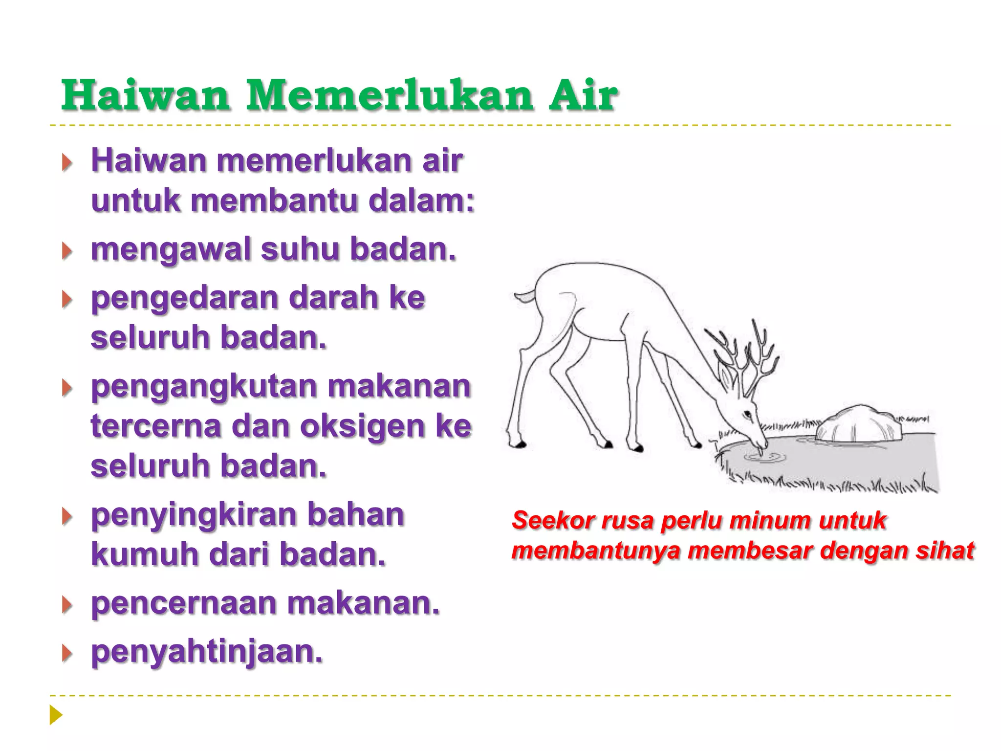 Haiwan Memerlukan Air
   Haiwan memerlukan air
    untuk membantu dalam:
   mengawal suhu badan.
   pengedaran darah ke
    seluruh badan.
   pengangkutan makanan
    tercerna dan oksigen ke
    seluruh badan.
   penyingkiran bahan        Seekor rusa perlu minum untuk
    kumuh dari badan.         membantunya membesar dengan sihat

   pencernaan makanan.
   penyahtinjaan.
 