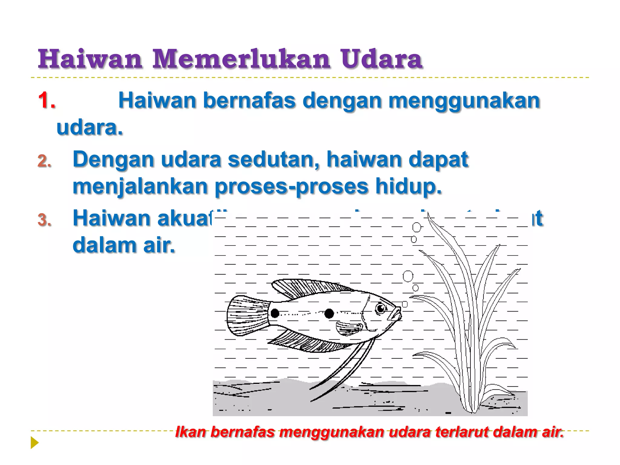 Haiwan Memerlukan Udara
1.     Haiwan bernafas dengan menggunakan
  udara.
2. Dengan udara sedutan, haiwan dapat
   menjalankan proses-proses hidup.
3. Haiwan akuatik menggunakan udara terlarut
   dalam air.




           Ikan bernafas menggunakan udara terlarut dalam air.
 