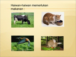 Keperluan asas haiwan