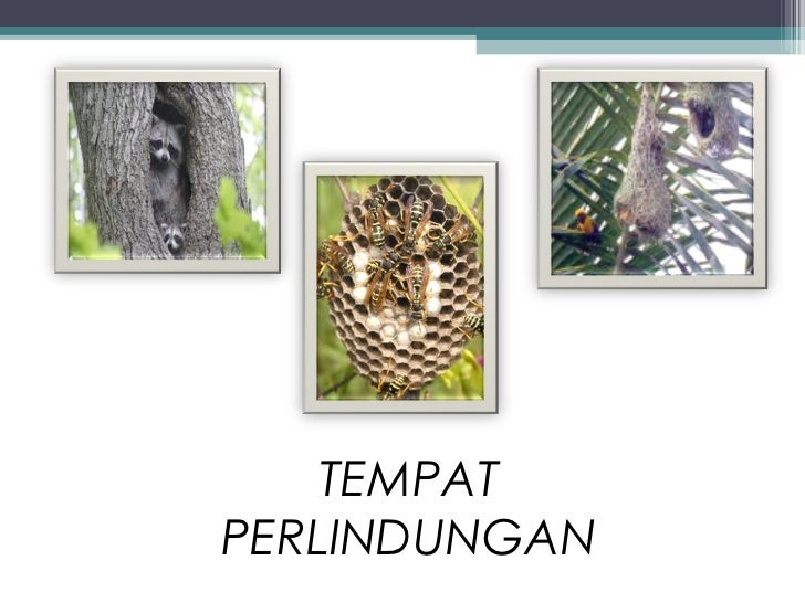 Keperluan Asas Haiwan