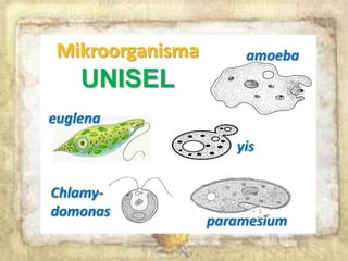 Keperluan sistem pengangkutan dalam organisma multisel