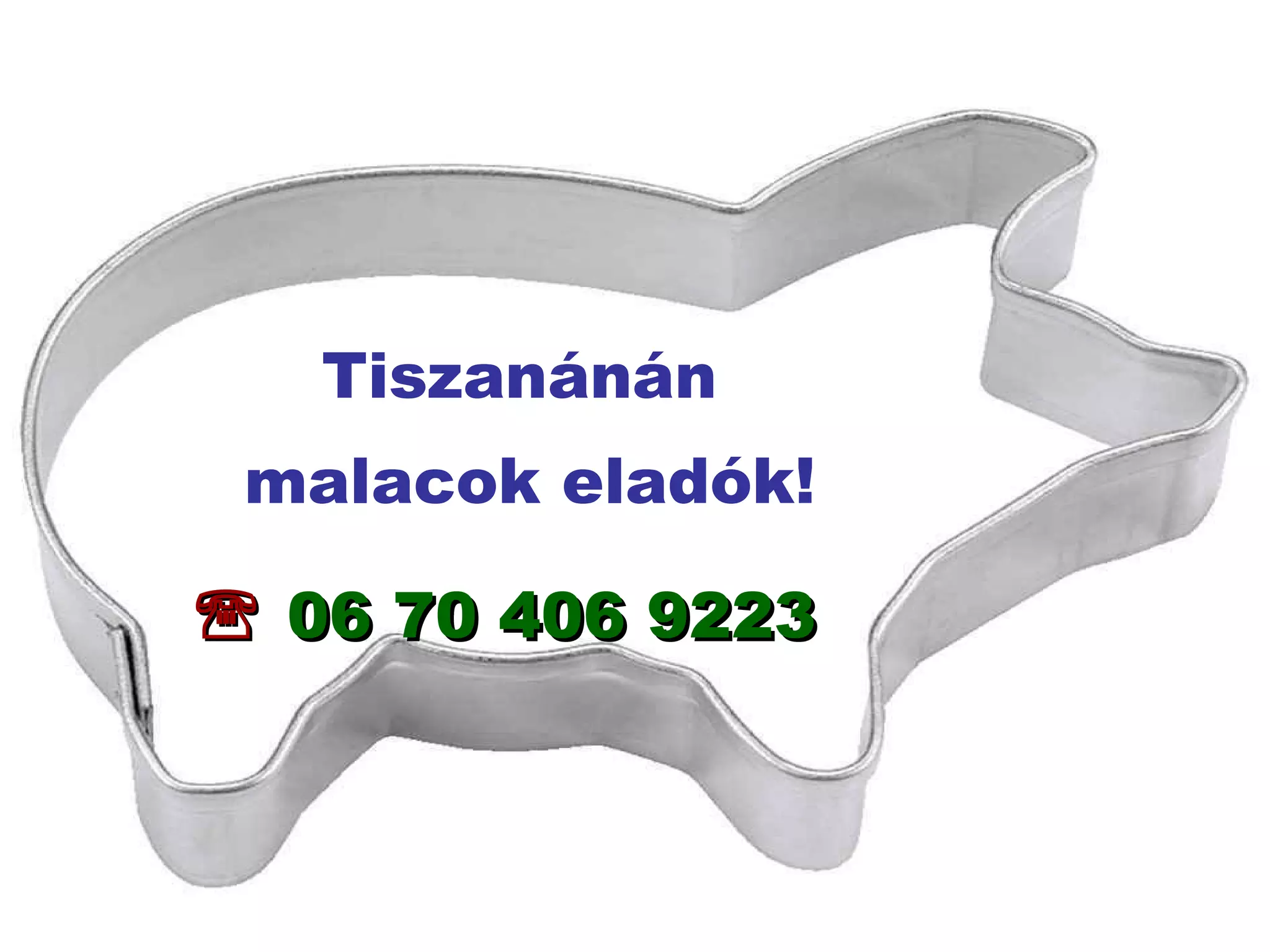 Tiszanánán  malacok eladók!    06 70 406 9223 