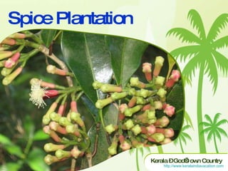Spice Plantation 