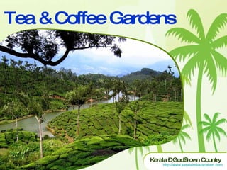 Tea & Coffee Gardens 