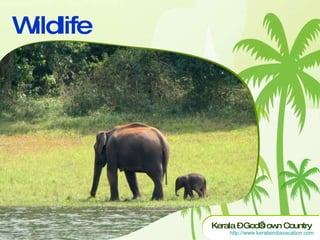 Wildlife 