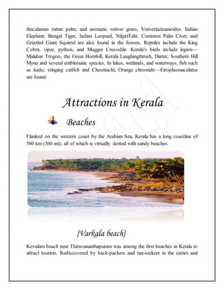 thecalamus rattan palm, and aromatic vetiver grass, Vetiveriazizanioides. Indian
Elephant, Bengal Tiger, Indian Leopard, NilgiriTahr, Common Palm Civet, and
Grizzled Giant Squirrel are also found in the forests. Reptiles include the King
Cobra, viper, python, and Mugger Crocodile. Kerala's birds include legion—
Malabar Trogon, the Great Hornbill, Kerala Laughingthrush, Darter, Southern Hill
Myna and several emblematic species. In lakes, wetlands, and waterways, fish such
as kadu; stinging catfish and Choottachi; Orange chromide—Etroplusmaculatus
are found.
Attractions in Kerala
Beaches
Flanked on the western coast by the Arabian Sea, Kerala has a long coastline of
580 km (360 mi); all of which is virtually dotted with sandy beaches.
{Varkala beach}
Kovalam beach near Thiruvananthapuram was among the first beaches in Kerala to
attract tourists. Rediscovered by back-packers and tan-seekers in the sixties and
 