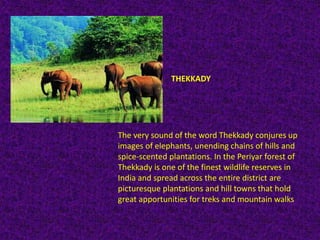 THEKKADY
The very sound of the word Thekkady conjures up
images of elephants, unending chains of hills and
spice-scented plantations. In the Periyar forest of
Thekkady is one of the finest wildlife reserves in
India and spread across the entire district are
picturesque plantations and hill towns that hold
great apportunities for treks and mountain walks
 