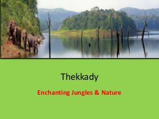 Thekkady
Enchanting Jungles & Nature
 
