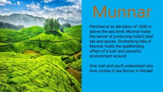 Perched at an elevation of 1600 m
above the sea level, Munnar holds
the secret of producing India’s best
tea and spices. Enchanting hills of
Munnar holds the spellbinding
effect of a lush and peaceful
environment around.
One visit and you’ll understand why
love comes in tea flavour in Kerala!
 