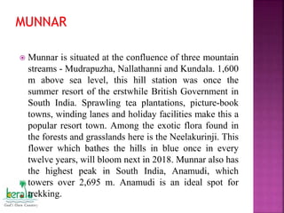  Munnar is situated at the confluence of three mountain
streams - Mudrapuzha, Nallathanni and Kundala. 1,600
m above sea level, this hill station was once the
summer resort of the erstwhile British Government in
South India. Sprawling tea plantations, picture-book
towns, winding lanes and holiday facilities make this a
popular resort town. Among the exotic flora found in
the forests and grasslands here is the Neelakurinji. This
flower which bathes the hills in blue once in every
twelve years, will bloom next in 2018. Munnar also has
the highest peak in South India, Anamudi, which
towers over 2,695 m. Anamudi is an ideal spot for
trekking.
 