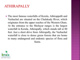  The most famous waterfalls of Kerala, Athirappalli and
Vazhachal are situated on the Chalakudy River, which
originates from the upper reaches of the Western Ghats.
At the entrance to the Sholayar ranges is the largest
waterfall in Kerala, Athirapally, which stands tall at 80
feet. Just a short drive from Athirapally, the Vazhachal
waterfall is close to dense green forests that are home
to many endangered and endemic species of flora and
fauna.
 