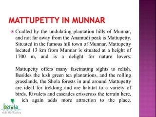  Cradled by the undulating plantation hills of Munnar,
and not far away from the Anamudi peak is Mattupetty.
Situated in the famous hill town of Munnar, Mattupetty
located 13 km from Munnar is situated at a height of
1700 m, and is a delight for nature lovers.
Mattupetty offers many fascinating sights to relish.
Besides the lush green tea plantations, and the rolling
grasslands, the Shola forests in and around Mattupetty
are ideal for trekking and are habitat to a variety of
birds. Rivulets and cascades crisscross the terrain here,
which again adds more attraction to the place.
 