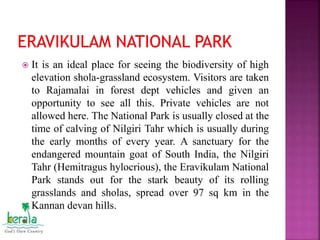  It is an ideal place for seeing the biodiversity of high
elevation shola-grassland ecosystem. Visitors are taken
to Rajamalai in forest dept vehicles and given an
opportunity to see all this. Private vehicles are not
allowed here. The National Park is usually closed at the
time of calving of Nilgiri Tahr which is usually during
the early months of every year. A sanctuary for the
endangered mountain goat of South India, the Nilgiri
Tahr (Hemitragus hylocrious), the Eravikulam National
Park stands out for the stark beauty of its rolling
grasslands and sholas, spread over 97 sq km in the
Kannan devan hills.
 