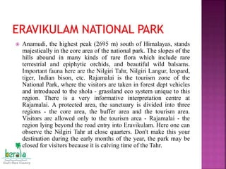  Anamudi, the highest peak (2695 m) south of Himalayas, stands
majestically in the core area of the national park. The slopes of the
hills abound in many kinds of rare flora which include rare
terrestrial and epiphytic orchids, and beautiful wild balsams.
Important fauna here are the Nilgiri Tahr, Nilgiri Langur, leopard,
tiger, Indian bison, etc. Rajamalai is the tourism zone of the
National Park, where the visitors are taken in forest dept vehicles
and introduced to the shola - grassland eco system unique to this
region. There is a very informative interpretation centre at
Rajamalai. A protected area, the sanctuary is divided into three
regions - the core area, the buffer area and the tourism area.
Visitors are allowed only to the tourism area - Rajamalai - the
region lying beyond the road entry into Eravikulam. Here one can
observe the Nilgiri Tahr at close quarters. Don't make this your
destination during the early months of the year, the park may be
closed for visitors because it is calving time of the Tahr.
 