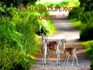 KERALA WILDLIFE AND
FORESTS
 