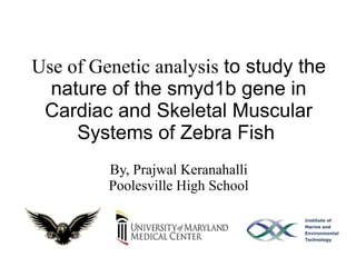 Use of Genetic analysis to study the
nature of the smyd1b gene in
Cardiac and Skeletal Muscular
Systems of Zebra Fish
By, Prajwal Keranahalli
Poolesville High School
 