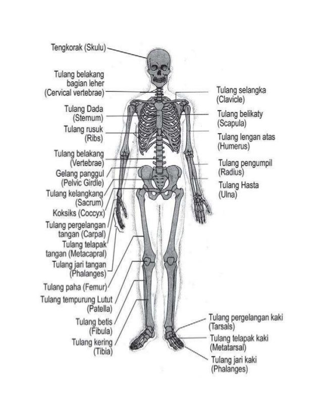  Gambar  Kerangka Manusia  Bagian Dada