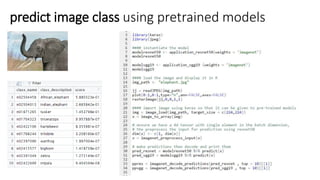 predict image class using pretrained models
 